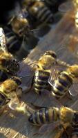 Several bees fluttering their wings inside of their beehive in a sunny day. Bees crawl and process thier pollen into an healthy wax. Macro shot Vertical video