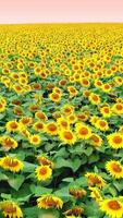 increíble ver de girasoles balanceo en el viento en un campo en verano. vuelo terminado hermosa girasol campo. aéreo ver vertical video