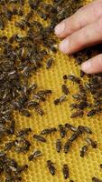 Barehanded male on a new frame with bees crawling outdoors. The beekeeper with his bare hands is holding a frame with bees. Vertical video