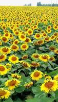 brillante amarillo girasoles en el campo es balanceo en el viento. lento movimiento de cámara de hermosa campos con girasoles en verano. de cerca vertical video