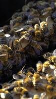 Many honey bees crawling on the top of frames with bees in the sun. Busy bees amassed and swarming together on surface. Apiary concept Vertical video