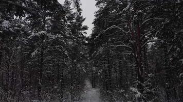 Deep Within The Forest video