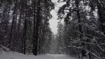 POV Of A Snow-Covered Forest video