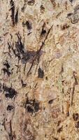 a close up of a piece of wood with a lot of different types of paint photo