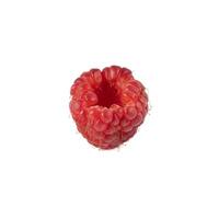 Isolated berry. One fresh raspberry fruit isolated on white background photo