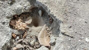 A small hole in the ground with a leaf and other debris around it. photo