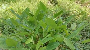 A close-up of a vibrant green plant with large leaves growing in a lush green garden. photo