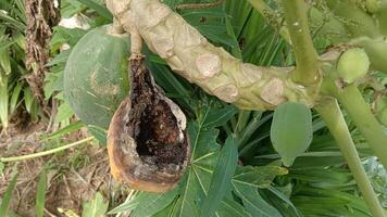 A papaya fruit on a tree with a large, decayed area on its side. photo