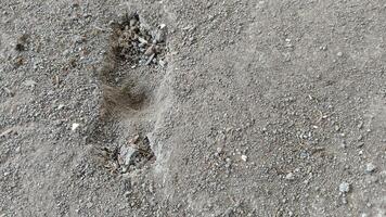 A close-up of a small, shallow hole in the ground, likely created by an animal digging. photo