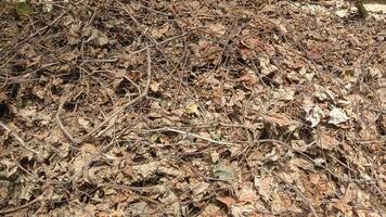 A close-up shot of a pile of dry leaves and branches on the ground. photo