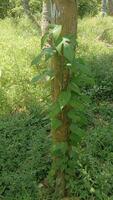 A vine with large, green, heart-shaped leaves climbs up a tree trunk in a lush tropical forest. photo