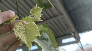 A close-up shot of a new sprout growing on a grapevine, with a hand gently holding the vine, signifying new beginnings and growth. photo