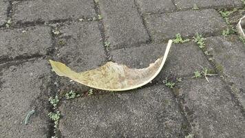 A dry, partially eaten leaf lies on a gray, brick-paved ground with a few blades of green grass. photo