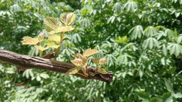 New growth on a grape vine branch with green leaves in the background. photo
