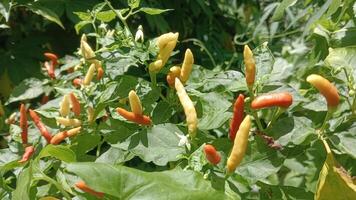 A close-up view of a chili pepper plant with ripe red and yellow chili peppers hanging from the branches. photo