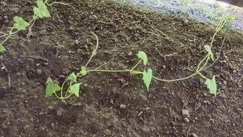 A close-up shot of a vine growing on the ground with green leaves, brown dirt, and a blurred background. photo