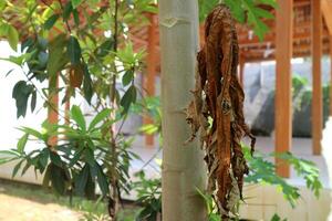 The leaves of a papaya tree are wilted and dry, but still attached to the tree in a garden during the day. photo