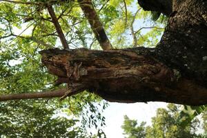 A tree with a very large main trunk and branches. Photographed during the day photo