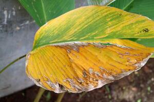 The leaves of a Calathea Lutea plant are quite large in diameter photo