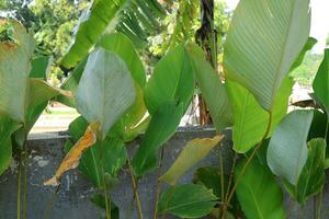 A bunch of Calathea Lutea with fresh green leaves on the side of a road photo