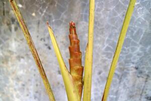Young shoots of Guanabana tree, Calathea lutea, with cement wall background photo