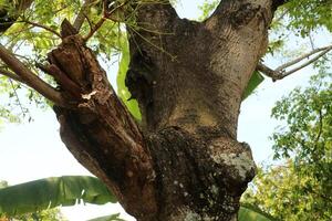 A tree with a very large main trunk and branches. Photographed during the day photo