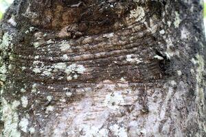 The texture of a tree bark covered in fungus spots, with the dominant colors being black and white photo