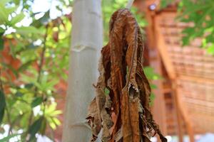 The leaves of a papaya tree are wilted and dry, but still attached to the tree in a garden during the day. photo
