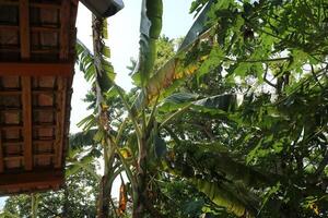 Some very tall banana trees with green and torn leaves, in a garden during the day photo