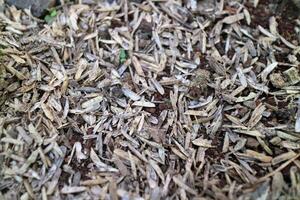 Skin of a very large number of rice grains scattered on the ground, photographed during the day photo