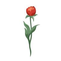 Red ranunculus bud Blooming buttercups flat floral plants design elements for print, card, flyer, banner isolated white background vector