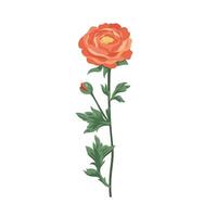 Ranunculus flower with bud Blooming buttercups flat plants design elements for print, card, flyer, banner isolated white background vector