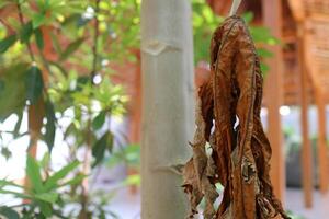 The leaves of a papaya tree are wilted and dry, but still attached to the tree in a garden during the day. photo