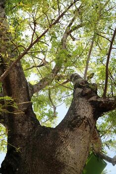 A tree with a very large main trunk and branches. Photographed during the day photo