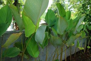 A bunch of Calathea Lutea with fresh green leaves on the side of a road photo