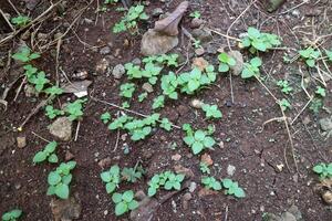 Several shoots of plants with fresh green leaves on dark brown soil photo