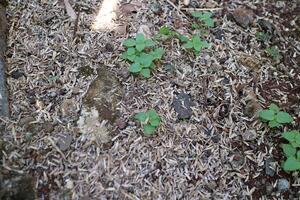 Skin of a very large number of rice grains scattered on the ground, photographed during the day photo