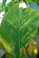 The leaves of a Calathea Lutea plant are quite large in diameter photo