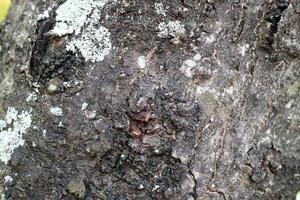 The texture of a tree bark covered in fungus spots, with the dominant colors being black and white photo