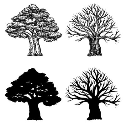 Oak with leaves and winter oak without leaves. Silhouette of an oak tree. Oak crown in sketch style