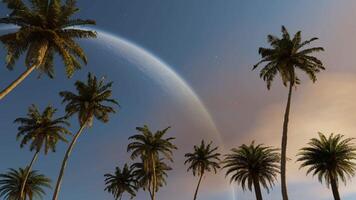 Palm trees against the sky and a huge moon. Seamless loop. 3d animation. video