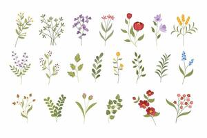 a collection of different types of flowers vector