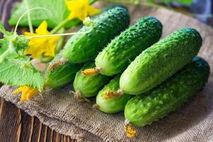 cucumbers on the wooden background photo