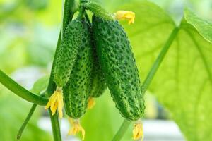 cucumbers in a greenhouse photo