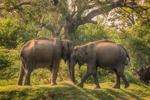 Sri Lanka group of wild elephants in jungle of Yala National Park photo