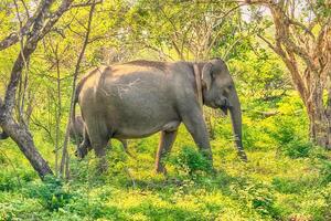 Sri Lanka wild elephant in jungle of Yala National Park photo