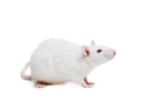 white laboratory rat isolated on white background photo