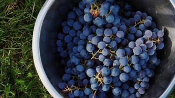 Bucket of grapes during the picking in the vineyard. The name of Cabernet Franc vine grapes in the crate at the harvest season, photo