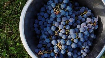 Bucket of grapes during the picking in the vineyard. The name of Cabernet Franc vine grapes in the crate at the harvest season, photo