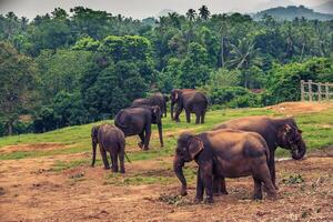 Sri lanka group of elephants in Pinnawala, the largest herd of captive elephants in the world photo